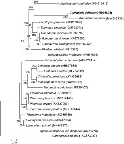 Figure 3. Phylogenetic tree showing the evolutionary relationships between A. delicata and 24 other Agaricomycetes species, with Cantharellus cibarius used as the outgroup. The tree was produced using the ML method (IQ tree 1.6) to compare 14 homologous PCGs encoded in the mitochondrial genomic sequences of each compared species. Node values indicate bootstrap support (1000 replicates).