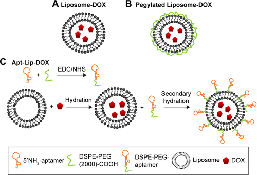 Figure S3 The schematic structure of several liposomes encapsulated with DOX (A, B) in market and (C) in this study. Procedure for the post-insertion of DSPE-PEG (2000)-aptamer into the liposome and for encapsulation of DOX.Abbreviations: Apt, aptamer; DOX, doxorubicin; DSPE-PEG (2000), 1,2-Distearoyl-sn-glycero-3-phosphoethanolamine-N-[methoxy(polyethylene glycol 2000)]; Lip, liposome; NHS, N-hydro xysuccinimide.