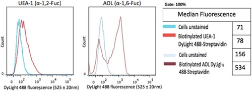 Figure 4 Cell-surface expression of core and terminal fucose on DU145 cells determined by flow cytometry. DU145 cells were stained with biotinylated lectins, AOL specific for α-1,6, and UEA-1 specific for α-1,2 for Fuc. Stained cells were then treated with DyLight 594 streptavidin. The background control was cells with only DyLight 594 streptavidin staining.  Cells were analyzed by Beckman Coulter Cytomics FC500 flow cytometry and CxP software (Beckman Coulter). Overlay histograms are displayed. The median fluorescence for each histogram is assessed for 5×105 acquired cells (100% gated). The data are a representation of one out of two experiments showing similar results.