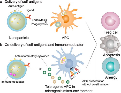 Figure 1. Immunomodulatory nano-preparations for the delivery of self-antigens or self-antigens plus immunomodulators. (a) NPs can be used for target delivery antigens to APCs via the surface attachment of ligands. These approaches can induce antigen presentation on APCs without co-stimulatory signals, leading to T cell anergy, apoptosis, or differentiate into a regulatory phenotype. (b) Co-delivering antigens and immunomodulators via NPs can result in antigen-specific immune tolerance. Drug-loaded NPs can be phagocytosed by APCs, and then releasing drugs intracellularly. Antigen presentation will be performed under the situation of high co-inhibitory molecule levels and low co-stimulatory molecule levels, thereby resulting in T cell anergy, apoptosis, or differentiate into a regulatory phenotype. APC, antigen-presenting cell; Treg cell, regulatory T cell; PD-L1, programmed cell death 1 ligand 1; MHC, major histocompatibility complex; B7, co-stimulatory molecule CD80 and CD86.