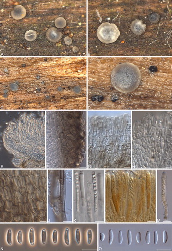 Fig. 6 Phialocephala nodosa. A–D. Apothecia on fallen decaying Acer saccharum branches. E. Vertical section showing margin and paraphyses with refractive vacuole bodies. F. Ectal excipulum. G–H. Marginal cells. I. Ectal excipulum cells. J. Subicular hyphae with thick gelatinous sheath. K. Paraphyses with refractive vacuole bodies. L–M. Asci with hemiamyloid tips in Lugol’s solution after KOH pretreatment. N. Ascospores under phase contrast. O. Ascospores under DIC. Bars = 10 μm.