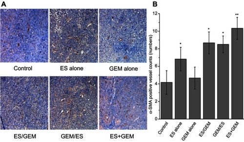 Figure 7 Expression of α-SMA in Lewis tumor tissue. (A) Immunohistochemical staining against α-SMA in xenografted Lewis treated with various treatment regimens (×200 magnification). (B) Number of α-SMA positive vessels within treatment groups. *P<0.05 vs control group, **P<0.05 vs all groups.Abbreviations: ES, endostar; GEM, gemcitabine.