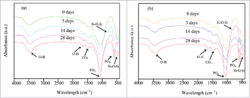 Figure 2. FT-IR spectra of (A) 58s glass scaffolds and (B) 58s glass/β-TCP/ZnO composite scaffolds which were soaked in SBF at different time.