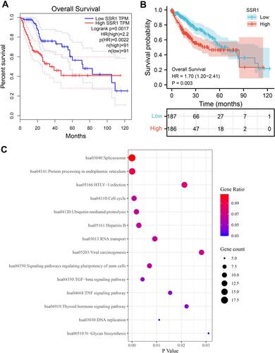 Figure 6 KM survival analysis and functional enrichment analysis of the genes relevant to SSR1 in Hepatocellular Carcinoma. (A) Overall survival of patients with different SSR1 expression in Hepatocellular Carcinoma based on GEPIA database. (B) Overall survival of patients with different SSR1 expression in Hepatocellular Carcinoma based on dataset downloaded from TCGA database. (C) The Kyoto Encyclopedia of Genes and Genomes pathway analysis of the genes relevant to SSR1 in Hepatocellular Carcinoma.
