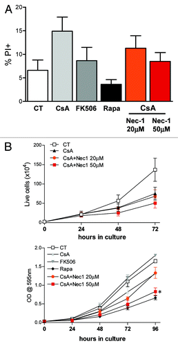 Figure 6. Treatment with CsA induces necroptosis. (A) CACO-2 cells were treated with vehicle, CsA, FK506, Rapa or a combination of CsA and Nec-1 as depicted in the figure for 48h. Data are the average of four independent experiments. (B) CACO-2 cells were cultured in the presence of drugs as described in A for 4 d. At each time point samples were trypsinized and counted (upper panel) or fixed and stained with violet crystal (lower panel). Results are the mean of three independent experiments. * marks p < 0.05 when comparing to group treated only with CsA, in the absence of Nec-1.