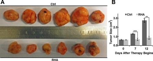 Figure 6 (A) Appearance and (B) size of Balb/c-nu mice tumors treated with vehicle or RHA nanoparticles. Vehicle or 10 mmol/kg RHA nanoparticles were administrated intravenously every 2 days from the 14th day to 24th day of A-375 cell presentation. Data are shown as mean with SD error bars (n = 6). Significance difference: ** (P < 0.01) and *** (P < 0.001).
