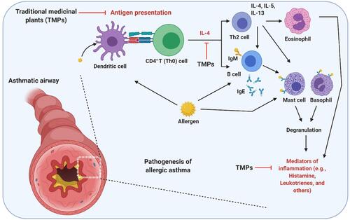 Figure 3 Possible mechanism of action of TMPs against OVA-induced asthma. As an allergen, OVA-induces airway inflammation and hyperresponsiveness. As a protein OVA recognized, processed and presented by the antigen-presenting cells. Upon presentation, CD4+ T helper (Th0) cells are activated and polarized toward Th2 phenotype, which activates eosinophils (Eosinophilic asthma), mast cells, and basophils to secret inflammatory mediators. OVA directly or indirectly (via Th cells mediated) activates the B lymphocytes to secret IgE, which is the main correlative factor in allergen-induced asthma. TMPs may either act by inhibiting antigen presentation or cytokine secretion or other inflammatory mediators (histamine, leukotrienes, and others). The figure was created with the support of https://biorender.com under the paid subscription.