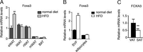 Fig 5 Foxa3 mRNA levels are regulated by a HFD. (A) Relative Foxa3 mRNA levels in fat depots of WT mice fed a normal diet (n = 4) or a HFD (n = 4) for 14 weeks. eWAT, epididymal WAT; iWAT, inguinal WAT; mWAT, mesenteric WAT; rWAT, retroperitoneal WAT; BAT, brown adipose tissue. (B) Foxa3 mRNA levels in SVF of cells and adipocytes obtained from epididymal fat depot of mice fed a normal diet (n = 4) or a HFD (n = 4) for 14 weeks. (C) Human FOXA3 mRNA levels in visceral (VAT) and subcutaneous (SAT) adipose tissues in obese women (n = 14). Data represent means ± SEM (**, P < 0.01).