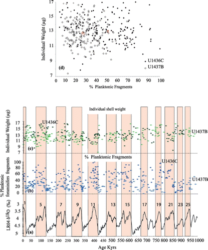 Figure 4. Shell-based carbonate dissolution proxies. (a) δ18O reference stack of Lisiecki and Raymo (Citation2005), with interglacial intervals Marine Isotopic Stages (MIS) highlighted by pink bars and numbered from 1 to 25 (MIS was omitted for clarity); (b) Percents of fragments of planktonic foraminifers at each Site; (c) Individual shell weight for N. dutertrei 250–300 µm. On panels b and c, the values for site 1436C are figured with darker colors and 1437B with lighter shades; (d) Individual shell weight as a function of percents of fragments for each site (empty diamonds 1437B, filled diamond 1436C), averages (red diamonds).