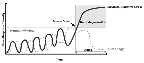 Figure 2. The aging and hormesis rehostat in neurodegenerative diseases. During presymptomatic stages of disease, low or fluctuating perturbations of ER function trigger adaptive programs that protect neurons against subsequent stress episodes. When stress levels reach an irreversible point, neurological impairment is expressed. The gradual decrease of autophagy activity and increased oxidative stress during aging ablates the hormetic capacity of the cell, further increasing stress/injury levels in a vicious cycle, culminating in irreversible neuronal dysfunction and possibly neuronal loss.