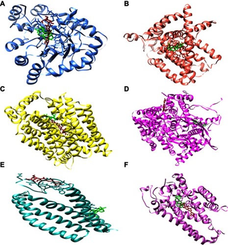 Figure 3 The molecular representation of the docked complexes. Proteins and ligands are represented in different colors. Lupeol and iso-orientin are depicted in green and firebrick respectively. The targeted proteins are aldose reductase (in cornflower), glucose 6-phophatase (in salmon), glucose transporter-4 (in yellow), glycogen phosphorylase (in magenta), GPR40 (in sea green), and UCP2 (in orchid). (Molecular representation of docked complexes of lupeol and iso-orientin with all theirl targeted proteins is shown in A–F).