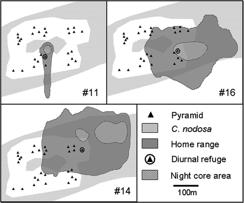 Figure 3. GIS maps of the home range (KUD 95%), the diurnal refuge and the night core areas (KUD 50%) of tagged white seabreams ##11, 14 and 16 over the whole study period.