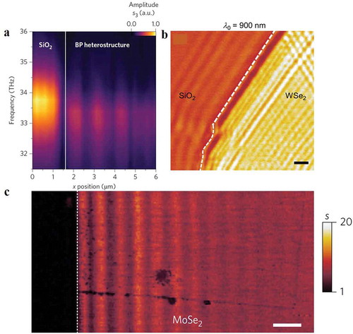 Figure 15. Near-field studies of photo-induced plasmon polaritons and exciton polaritons in semiconductors. (a) Hyperspectral measurement of photo-induced plasmon polaritons in black phosphorus (BP) on SiO2 substrate [Citation121]. The edge of BP is indicated by the solid vertical white line. (b) Representative near-field image of a WSe2 flake, whose edges are marked by white dashed lines [Citation124]. c) Near-field image of exciton polaritons in planar MoSe2 waveguide at laser energy of 1.41 eV [Citation123]. Scale bar, 1 μm. (a) Reproduced with permission [Citation121]. Copyright 2017, Nature Publishing Group. (b) Reproduced with permission [Citation124]. Copyright 2016, American Physical Society. (c) Reproduced with permission [Citation123]. Copyright 2017, Nature Publishing Group.