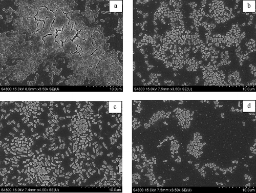 Figure 3. The FESEM photographs of Pseudomonas aeruginosa PAO1 biofilms formed on glass cover slip. a: biofilm control, b–d: samples treated with HY026 spent medium (10%, 20% and 50%).