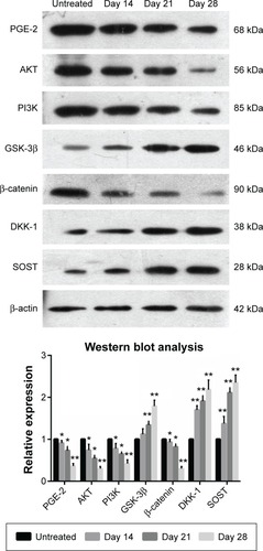 Figure 8 Celastrol (1.0 μM) impacts the expression of related proteins in isolated fibroblasts.