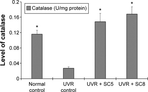 Figure 6 Skin levels of catalase in preclinical antioxidant activity in rats.Notes: All values are presented as mean ± SD, n=6; *significantly (P<0.05) different compared with UVR control group. Normal: Normal rats (No sunscreen cream and no UVR); UVR control: Rats subjected to UVR without application of sunscreen cream; UVR + SC5: Rats subjected to UVR after application of SC5 sunscreen cream; UVR + SC8: Rats subjected to UVR after application of SC8 sunscreen cream.Abbreviations: UVR, ultraviolet radiation; SC, sunscreen cream.