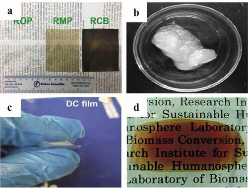 Figure 1. Films and hydrogels derived from different biomass wastes: (a) films from wastepaper; (b) cellulose nanofibril (CNF) hydrogel from waste sackcloth; (c) film from durian rind; and (d) film from Eucalyptus globulus wood chips [Citation59, Citation79–81] (Reproduced by permissions from [Citation80], copyright [2014, The Royal Society of Chemistry], from [Citation59], copyright [2020, Elsevier], from [Citation79], copyright [2015, Elsevier] and from [Citation81], copyright [2019, Elsevier])