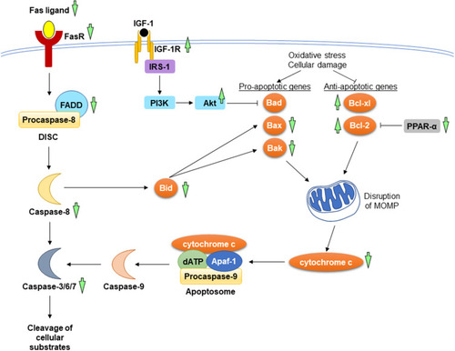 Figure 5 The mechanism of action in the regulation of apoptosis during myocardial injuries. In the extrinsic pathway, the interaction between Fas ligand and its receptor causes the recruitment of FADD and procaspase-8 to form DISC. In the intrinsic pathway, the increases in pro-apoptotic genes and the decrease in anti-apoptotic genes resulted from oxidative stress and cellular damage lead to the release of cytochrome c from mitochondria. Apoptosome formation ensues, consisting of cytochrome c, deoxyadenosine triphosphate (dATP), apoptotic protease-activating factor 1 (Apaf-1), and procaspase-9. The activated initiator caspases (caspase-8 and caspase-9) further activates executioner caspases (caspase-3, caspase-6, and caspase-7), promoting the cleavage of cellular substrate. A. paniculata (Burm.f.) Nees and andrographolide prevent apoptosis by suppressing the mitochondrial and death receptor pathways. The upstream signalling events involved are the activation of IGF-1R and inhibition of PPAR-α. The anti-apoptotic effects of A. paniculata (Burm.f.) Nees and andrographolide are indicated (green arrows). The arrow pointing upward indicates an increase or activation while the arrow pointing downward indicates a decrease or inhibition.
