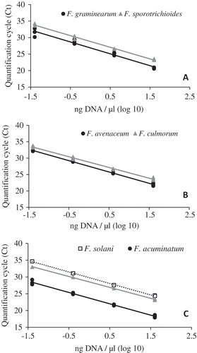 Fig. 2 A standard curve of log10 DNA concentration and quantification cycle (Ct) across four, 10-fold serial DNA dilutions for multiplex qPCR. (A) Assay 1; GramF/R/Pr to quantify Fusarium graminearum (black circles) and SporF/R/Pr to quantify Fusarium sporotrichioides (grey triangles); (B) Assay 2; AveF/R/Pr to quantify Fusarium avenaceum (black circles) and CulF/R/Pr to quantify Fusarium culmorum (grey triangles); (C) Assay 3; AcuF/R/Pr to quantify Fusarium acuminatum (black circles), RedF/R/Pr to quantify Fusarium redolens (grey triangles), and SolF/R/Pr to quantify Fusarium solani (open squares). Pure fungal cultures were used to obtain DNA for the development of the standard curve.