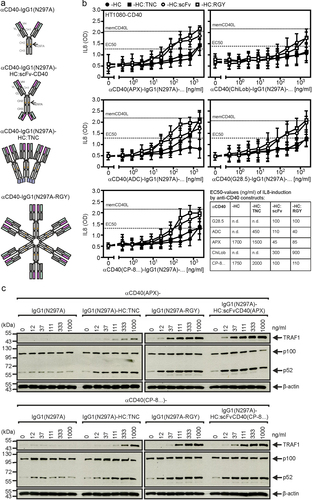 Figure 4. Oligovalent anti-CD40-IgG1(N297A) variants and anti-CD40-IgG1(N297A)-HC:scFvCD40 fusion proteins exert FcγR-independent CD40 agonism. (a) Domain architecture of the genetically engineered oligomerized anti-CD40-IgG1(N297A)-TNC and anti-CD40-IgG1(N297A-RGY) antibody variants and the tetravalent anti-CD40-IgG1(N297A)-HC:scFvCD40 fusion proteins. (b) HT1080-CD40 cells, which strongly produce the NFκB-regulated cytokine IL8 after CD40 stimulation, were stimulated overnight with the different anti-CD40 antibody variants and finally the IL8 production was recorded by ELISA. HT1080-CD40 cells were also challenged with membrane CD40L transfected HEK293 cells. The resulting IL8 production was defined as maximal and used to define the possible half-maximal IL8 response. Shown are the mean values derived of 5–6 independent experiments. (c) U2OS cells were challenged with the indicated concentrations of the different antibody variants of anti-CD40(APX) and anti-CD40(CP-8 …) overnight. Next day total cell lysates were analyzed for p100 processing.