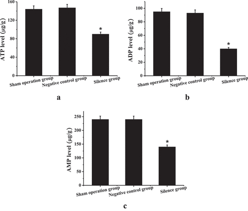 Figure 8. Adenine nucleotide detection results (a) ATP content; (b) ADP content; (c) AMP content; * compared to the sham operation group and the negative control group, P < 0.05.