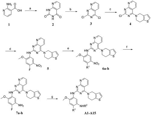 Scheme 1. Reagents and conditions: (a) urea, 160 °C, 4–6 h; (b) POCl3, 160 °C, 6 h; (c) 4,5,6,7-tetrahydrothieno[3,2-c]pyridine hydrochloride, CH3OH/H2O, K2CO3, rt, 4 h; (d) 4-fluoro-2-methoxy-5-nitroaniline, TsOH, EtOH, 90 °C, 3–5 h; (e) various aliphatic amines, K2CO3, DMF, 50 °C, 2–4 h; (f) Fe, NH4Cl, EtOH/H2O, 70 °C, 6 h; (g) various acyl chlorides, TEA, DMF, rt, 6 h.