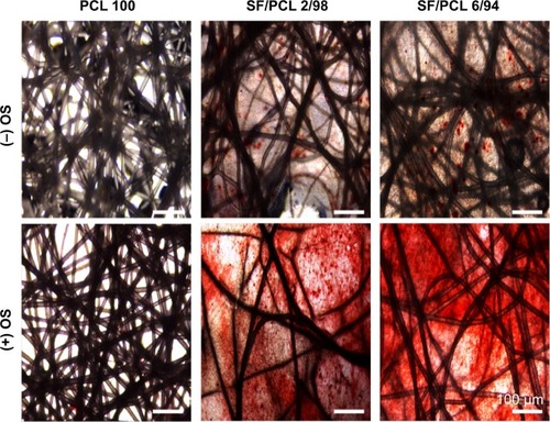 Figure 9 Osteoblast differentiation of human mesenchymal stem cells cultured on PCL 100, SF/PCL 2/98, and SF/PCL 6/94 nano/microfibrous composite scaffolds.Note: After 21 days of culturing, mineralization was assayed using alizarin red sulfate staining.Abbreviations: PCL, poly(ε-caprolactone); SF, silk fibroin; OS, osteogenic differentiation stimulant.