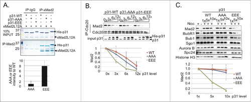 Figure 4. p31comet phosphorylation by IKK-β enhances Mad2 association. (A) 50 nM recombinant His-tagged p31comet-wt, p31comet-AAA or p31comet-EEE were incubated with 100 nM recombinant Xenopus Mad2L12A. Mad2L12A was immunoprecipitated using anti-Mad2 antibodies coupled to protein A Agarose beads. Mad2L12A and co-precipitating p31comet were detected by CBB staining. The level of each p31comet variant was quantified and normalized to the amount of Mad2L12A. The relative yield of p31comet-AAA or p31comet-EEE was compared to the yield of p31comet-wt; the ratio of each mutant to the wild type protein is shown (lower graph). Values represent the mean ± SD from three independent assays. (B) His-tagged p31comet-wt, p31comet-AAA or p31comet-EEE were added at increasing concentrations (3× = 45 nM, 6× = 90 nM, 12× = 180 nM) to XEEs containing DSN and nocodazole. After 30 min. at 23°C, chromatin was removed by pelleting, and MCC was isolated from the soluble fraction by immunoprecipitation using anti-Cdc20 antibodies. Co-precipitating Mad2 was assayed by Western blotting. After quantification, Mad2 signals at each concentration for every p31comet variant were normalized to the samples without p31comet addition, as shown in the graph below. Values represent the mean ± SD from three independent assays. (C) Reactions were assembled as in (B), with increasing concentrations of His-tagged p31comet-wt, p31comet-AAA or p31comet-EEE (1× = 15 nM, 5× = 75 nM, 10× = 150 nM). After 30 m in. at 23°C, chromosomes were removed by pelleting and washed. The chromatin fraction was subjected to SDS-PAGE and Western blotting with the indicated antibodies. After quantification, Mad2 signals at each concentration for every p31comet variant were normalized to the samples with 1× p31comet (lower graph). Values represent the mean ± SD from three independent assays.