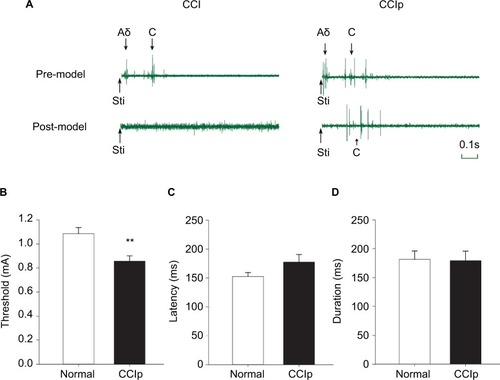 Figure 5 Threshold, latency, and duration of Aδ and C-fiber reflex in CCI and CCIp rats.Notes: (A) Representative traces of EMG induced by Aδ fiber or C-fiber reflex in CCI and CCIp rats. Before nerve ligation (pre-model), both the Aδ fiber and C-fiber stimulation induced independent EMG responses with different latencies in CCI and CCIp rats. Five days after nerve ligation (post-model), neither the Aδ nor C-fiber stimulation could induce EMG responses in CCI rats, whereas in CCIp rats, the C-fiber reflex EMG could be induced, but the Aδ fiber reflex EMG failed to be induced. (B) The C-fiber reflex threshold in CCIp (n=10) rats was significantly decreased compared to that of normal rats (paired t-test, **P<0.01). (C) The C-fiber reflex latency in CCIp rats was not different from that of normal rats (paired t-test). (D) The C-fiber reflex duration in CCIp rats was not significantly different from that of normal rats (paired t-test). Stimulation: Aδ or C-fiber threshold intensity stimulation.