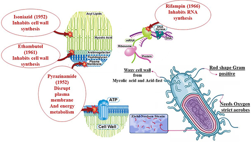 Figure 1 Cell wall structure of MTB and its interaction with the anti-TB drugs.