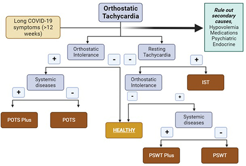 Figure 2 Algorithmic approach to diagnosis of POTS. Schematic diagram outlining a diagnostic approach to POTS. Adapted from the HRS 2015 guidelines and CCS position statement 2020.Citation4,Citation22