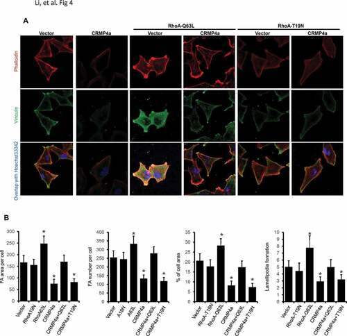 Figure 4. RhoA antagonizes CRMP4a-modulated cytoskeletal organization. A. PC-3 cells stably infected with lentiviruses as indicated were left untreated or re-infected with RhoA-Q63L or RhoA-T19N lentiviruses for 24 h. Cells were then stained with iFluor555-conjugated phalloidin, immunocytofluorescent stained with anti-vinculin antibodies. Cell nuclear were counter-stained with Hoechst33342. The representative microscopic images from three independent experiments were shown. B. Quantitative data for focal adhesion area & numbers per cell, percentage of average cell area, and lamellipodia numbers per cell were measured under fluorescent microscope with ImageJ soft. Data are shown as mean ± SEM from three independent experiments. The asterisk indicates a statistical significance compared to the vector control (student’s t-test, p < 0.05). C. PC-3 cells stably infected with CRMP4a and RhoA mutants were harvested for western blot assays with the antibodies as indicated. Actin blot served as protein loading control. D. PC-3 cells stably infected with lentiviruses as indicated were left untreated or treated with Rhosin (30 μM). Cytoskeletal organization was evaluated with iFluor555-conjugated phalloidin or anti-vinculin immunocytofluorescent staining. Cell nuclei were counter-stained with Hoechst33342. E. Quantitative data in focal adhesion & numbers per cell, the percentage of cell area and lamellipodia numbers per cell were measured under fluorescent microscope with ImageJ software. Data are shown as mean ± SEM from three independent experiments. The asterisk indicates a significant difference compared to the shControl (student’s t-test, p < 0.05).