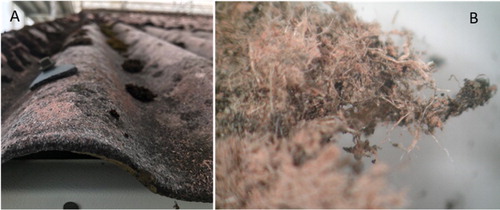 Figure 2. (A) Corrugated asbestos cement covered by moss.( B) Moss and asbestos fibers in a light microscope to the right.