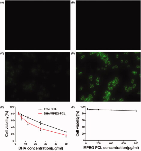 Figure 3. In vitro analysis of cytotoxicity and cell uptake. Fluorescent images of HeLa cells treated with (A) medium, (B) MPEG-PCL micelles, (C) free C6, and (D) C6/MPEG-PCL nanoparticles for 3 h (×400). (E) Cell viability of HeLa cells treated with free DHA and DHA/MPEG-PCL nanoparticles at the same DHA dose for 48 h. *p<.05. (F) Cell viability of HeLa cells cultured with different concentrations of the MPEG-PCL micelles for 48 h.