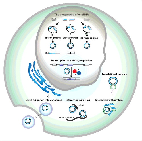 Figure 1. The biogenesis and potential mechanisms of human circular RNAs. circRNAs in human cells mianly come from backsplicing events of pre-mRNAs with spliceosome-mediated circularization. There are 3 different models of circularization: intron-paring, lariat-driven circularization and RNA binding protein-driven circularization. Intron-paring circularization is the base-pairing across different introns to form a circular RNA. Lariat-driven circularization is the joining of splice sites of the exons that are skipped during linear RNA formation. RBP (RNA binding protein) – associated circularization is the binding of RBP to the introns near splice sites to form a circular RNA. The potential mechanisms of circRNAs include RNA interaction, protein interaction, transcription or splicing regulation, and translation. circRNAs can be also packaged in exosomes, which are cell-derived vesicles, and be secreted into extracellular space.