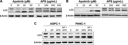 Figure 6 Apatinib and APS induced cellular autophagy.