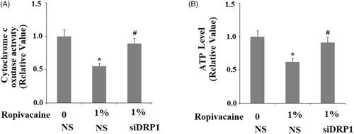 Figure 6. Silencing of DRP1 ameliorated ropivacaine-induced mitochondrial dysfunction. Human SH-SY5Y neuronal cells were infected with DRP1 siRNA Ad-virus for 12 h, followed by treatment with 0.5% and 1% ropivacaine for 72 h. (A) Cytochrome C oxidase activity; (B) Intracellular ATP levels (*, #, P < .01 vs. previous column group).