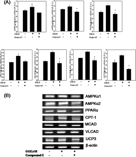 Figure 6.  Compound C decreases GGEx18-induced increases in mRNA expression levels of AMPK, PPARα, and PPARα target genes in C2C12 cells. C2C12 cells were differentiated as described in the Materials and Methods section. C2C12 cells were treated with DMSO, 10 μg/mL GGEx18, and 10 μg/mL GGEx18 plus 1 µM compound C. Total cellular RNA was extracted from differentiated cells and mRNA levels were measured using transcription-polymerase chain reaction (RT-PCR). All values are expressed as the mean ± SD of relative density units using β-actin as a reference. #p < 0.05 compared with DMSO group, **p < 0.05 compared with GGEx18 group. (B) Representative RT-PCR bands from one of the three independent experiments are shown.