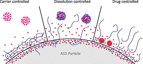 Figure 3. Three main concepts for dissolution from ASDs. (1) In the case of carrier controlled release, drug molecules have to diffuse through the polymer, possibly through a highly viscous gel layer on the surface of ASD particles. If dissolved drug concentrations become high enough to exceed the amorphous solubility, ALPS will occur, inducing the formation of drug-rich particles. (2) In the case of dissolution controlled release, API and polymer dissolve congruently, leading to fast dissolution and formation of drug-rich particles. The polymer may stabilize the supersaturated solution. (3) In the case of drug controlled release, the polymer dissolves out of the ASD and the residual API controls the dissolution rate. If the residual API is not stable in the amorphous state without polymer, i.e. crystallizes, supersaturation will not occur.
