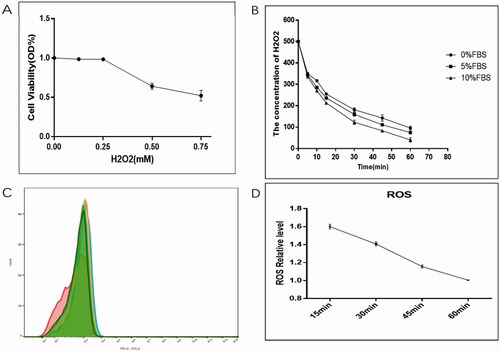 Figure 1. Of 0.5 mM H2O2 decreased cell viability and increased intracellular ROS. (A) H2O2 showed dose-dependent cytotoxicity to MC3T3-E1 cells. (B) Degradation rate of 0.5 mM H2O2 in cell medium containing different serum concentrations, (C and D) changes of intracellular reactive oxygen species within 1 h.