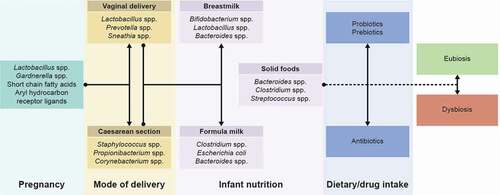 Figure 2. Exposure to different subsets of microbes due to different environments in the first 1000 days of life can lead to normal or pathological imprinting with long-term consequences on health. Caesarean section and formula milk contribute to dysbiosis in early life. Other factors such as diet and consumption of antibiotics can also lead to imbalances in the gut microbiota, ultimately contributing to chronic inflammatory disease later in life [19]. Adapted from [17].