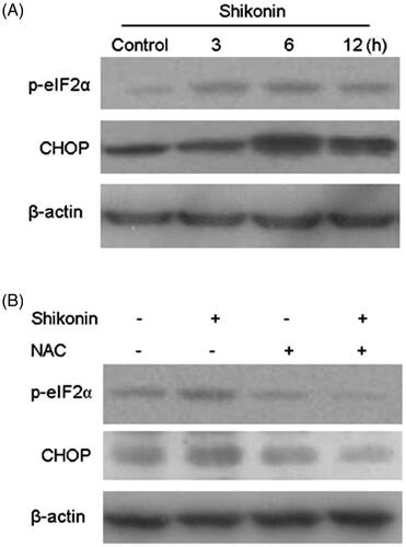 Figure 5. Shikonin induces apoptosis of A375 cells via ROS-mediated ER stress signalling pathway. (A) A375 cells were treated with Shikonin (2 μM) for 3, 6, and 12 h. Western blotting was used to detect the levels of protein associated with ER stress activation. (B) A375 cells were pretreated with NAC (8 mM) for 1 h, and then Shikonin (2 μM) was added to the cells for 6 h. Western blotting was used to detect the changes of p-eIF2α and CHOP. β-Actin was measured as an internal control. The image shown is representative of three separate experiments. **p < .01, *** p < .001, ****p < .0001 compared with the control group.