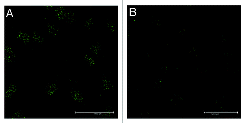 Figure 10. A diminution of 5-hmC labeled cells was also seen by immune-staining when 1% DMSO treated cells (A) were compared with 1% DMSO/Tet1-siRNA treated MC3T3-E1 cells (B). MC3T3-E1 cells were treated for 1 d either with 1% DMSO without or with Tet1 si-RNA. Thereafter cells were fixed and incubate with anti-5-hmC antibody, followed by incubation with a fluorescence labeled secondary antibody. Scale bar for all images is 50 µm.