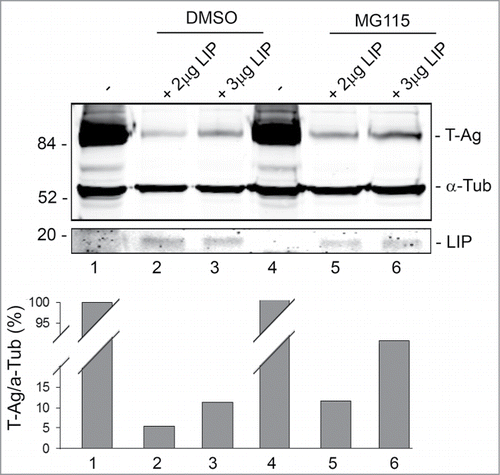 Figure 3. Effect of MG118 on LIP downregulation of T-Ag expression. BsB8 cells were transfected with different amounts of expression plasmid for LIP in the absence and presence of MG115 as indicated and T-Ag expression analyzed by Western blot. The loading control was α-tubulin.