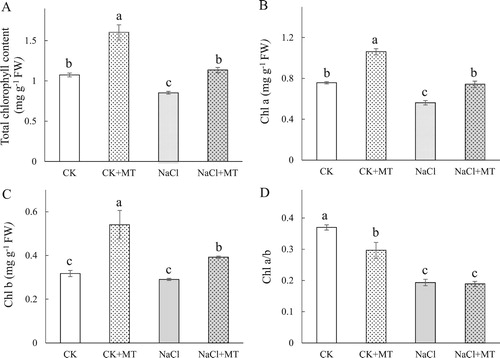 Figure 1. Effects of root-applied MT on the total chlorophyll content (A), Chl a (B), Chl b (C), and Chl a/b (D) at seven days NaCl treatment in tomato leaves. Means ± SE of three replicates are presented. Different letters above the columns indicate significant differences at p < 0.05 between different treatments.