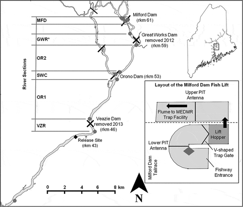 Figure 1. Map of the Atlantic Salmon study area on the lower Penobscot River, Maine. Stationary radio receivers indicated by gray circles, and release site for tagged fish indicated by a black diamond. River sections used in upstream movement calculations shown as VZR (Veazie Dam remnants), OR1 (open river 1), SWC (Stillwater confluence), OR2 (open river 2), GWR (Great Works remnants), and MFD (Milford Dam). Inset shows a schematic of the Milford Dam fish lift (fishway is 3.05 m across). Gray diamond represents the location of the dropper antenna. Note: upstream receiver in GWR added in 2015, upstream movement speed calculations in 2014 included unlabeled section between GWR and MFD.