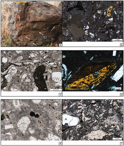 Figure 14. Wallandoon Ignimbrite, pumice-rich facies. (a) Weathered outcrop showing preferentially eroded flattened pumice clasts (white arrows) to 15 cm long. Pen-magnet is 12 cm long. Site ERIVKFB0141c. (b) The left half of the image is a porphyritic rhyolite clast, right half is the host crystal-rich ignimbrite. Matrix ferromagnesian crystals include orthopyroxene (O) and clinopyroxene (C). Thin-section T090193. (c) Fluidal and wispy porphyritic pumice clast (p), and crystals (∼50%) in clay-altered matrix with welding bands. Note kinked pyroxene crystal (Py) with the end slightly wrapped by fluidal pumice clast. Thin-section T089890. (d). Euhedral amphibole crystal in cross-polarised light. Thin-section T090071. (e) Despite the clay alteration of the matrix, bands wrapping crystals visible in this image suggest the unit has been welded. Thin-section T089890. (f) Facies north of Doodle Comer Swamp Nature Reserve. This unit is extremely sericite-altered, but quartz crystals (Q) and wispy to angular fragments are visible.