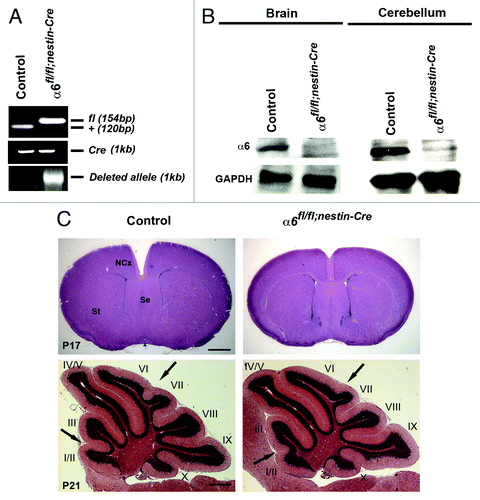 Figure 1. Specific deletion of α6 integrin subunit in mouse nervous system. (A) DNA was obtained from brain of control and mutant mice at P0 and analyzed by PCR for Cre-mediated recombination. The 154 bp band corresponds to the α6-floxed allele (fl) and the 120 bp band to the wild type allele (+). A 1 kb band, indicating the α6-deleted allele, was present only in the α6fl/fl;nestin-Cre brain. Primers against Cre were used to confirm the presence of nestin-Cre transgene. (B) Western blot analysis for α6 integrin in P7 brains and cerebellum. The α6 protein was detected in control mice whereas, in the α6fl/fl;nestin-Cre mice where it was expressed in very low amounts. GAPDH was used as a loading control. (C) P17 telencephalon coronal and P21 cerebellum sagittal sections of control and α6fl/fl;nestin-Cre mice stained with hematoxylin and eosin. The arrows indicate a partial defect in the formation of fissures between lobules I/II-III and VI-VII in the α6fl/fl;nestin-Cre mice. St, striatum; Se, septum; NCx, neocortex. Scale bar, 200 μm.