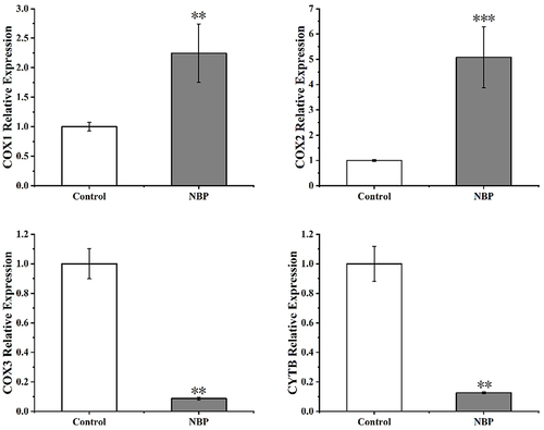 Figure 4 Effect of NBP on the gene expression of the mitochondrial respiratory chain enzyme of CT20(**P<0.01, ***P<0.001, compared to control group).