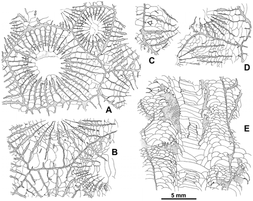 Figure 12. Wapitiphyllum sp. A-D. Transverse sections showing mainly complete major and minor septa (A, large corallite), minor septum reduced to a septal spine/ridge (C, open arrow) or divided into fragments (B). Note in B (lower right) unusual discontinuities in the wall. A, C–D acetate peel; B thin section, see also Figure 14I1; E. Longitudinal section (acetate peel). LPB 19390.